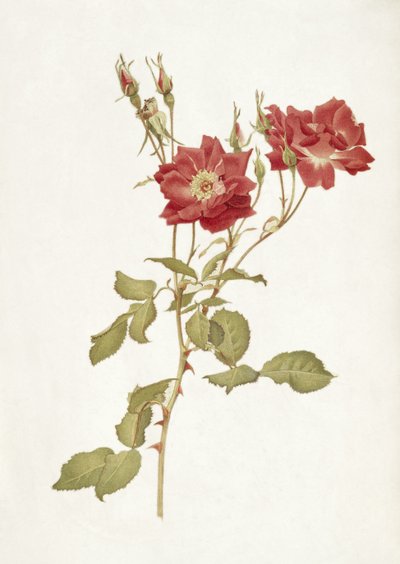 Rosa: Bourbon da Alfred Parsons